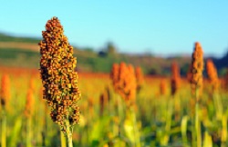 Invitation to host the Global Sorghum Conference in 2022 or 2023